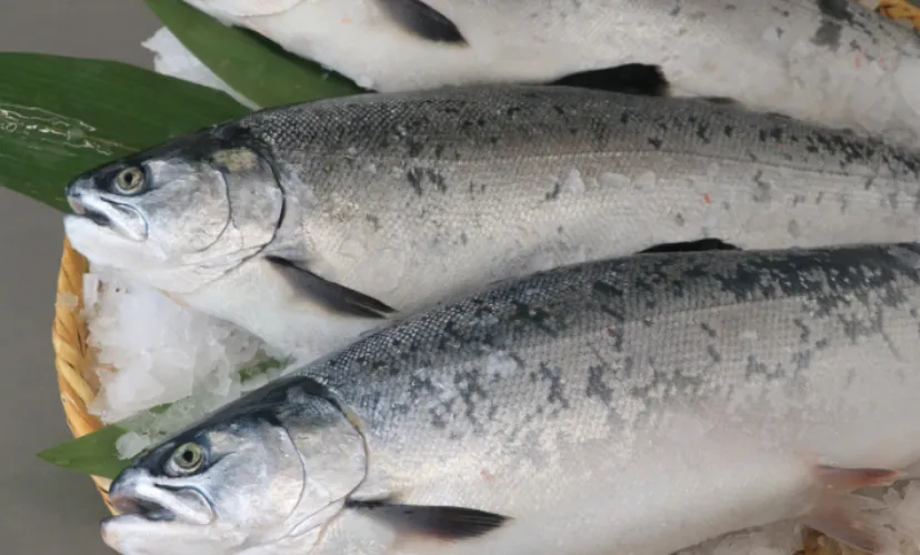「暑さに強いギンザケ」が誕生! 冷たい海を好む魚を日本で養殖するための切り札に?