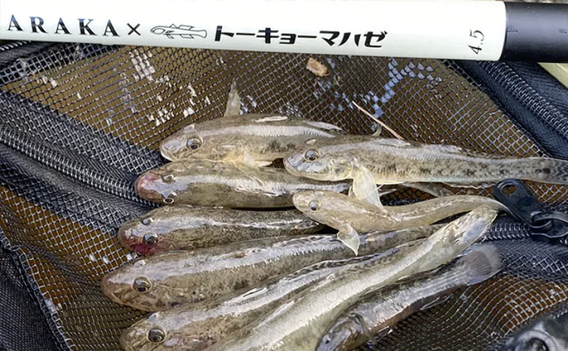 「ハゼは濁りより澄んだ水がお好き？」 透明度が高い沖を狙うと15cm超の良型が続々【木曽川】
