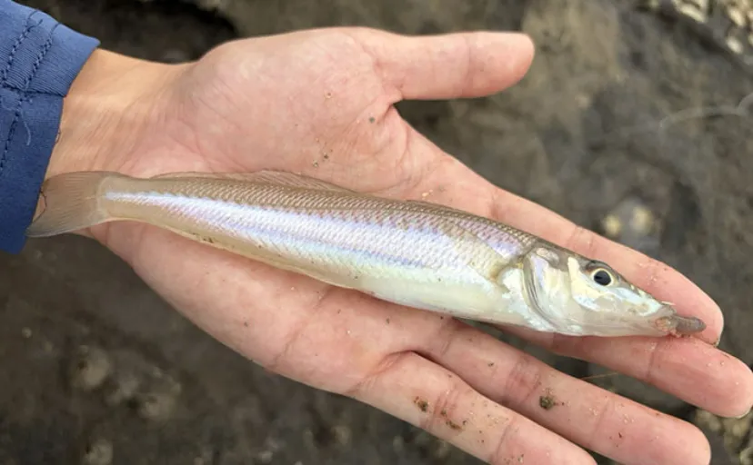 三浦半島でランガン「チョイ投げ釣り」 キスは低調もハゼ爆釣で55匹!【神奈川】