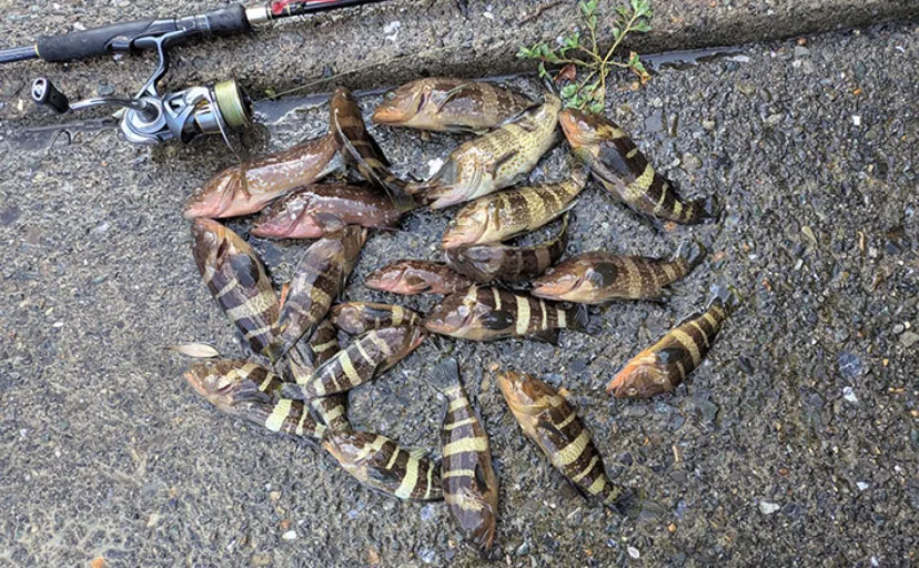 根魚狙いなのに「足元」で全く釣れない？ 沖の深場へフルキャストしてアオハタ17匹