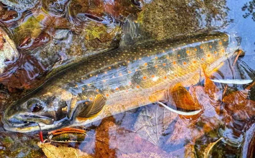 北海道の源流で渓流の宝石「オショロコマ」を狙う　魚影は「過去イチ」なのに釣れないワケとは？
