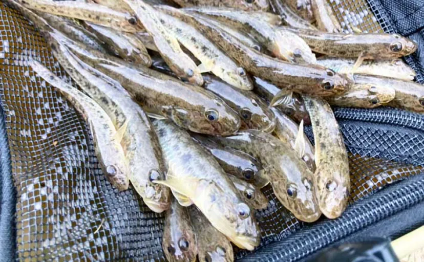 ハゼ釣りで「1時間50匹」の好釣果！　流れあるポイント発見で13cm良型が連発【三重】