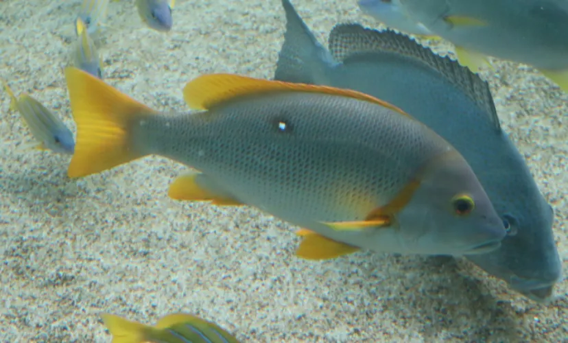 「ブリ」の名前の由来は「あぶら」? 名前に「アブラ」のつく魚たち