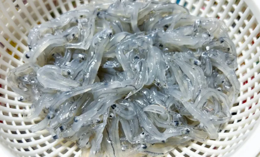 湘南名物「生シラス」で食中毒が発生？ 江の島周辺で相次いだノロウイルス感染の謎