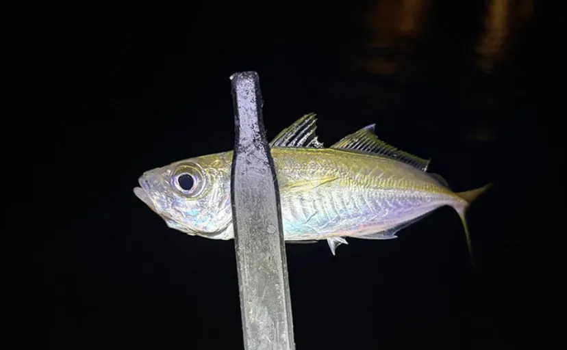 タチウオ不発からのアジングで豆アジに翻弄 10cm未満ばかりでもツ抜け達成!