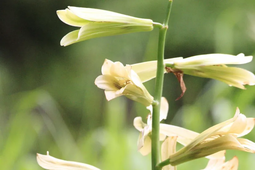 北日本では優秀な山菜「オオウバユリ」｜植物ライター・成清 陽のヤマノハナ手帖 #27
