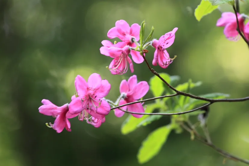 華麗なる初夏の妖精「山のツツジ三兄弟」｜植物ライター・成清 陽のヤマノハナ手帖 #35
