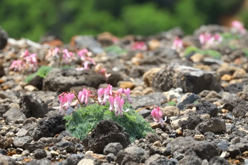 コマクサ取材、とってもDeepなこぼれ話｜植物ライター・成清 陽のヤマノハナ手帖 #37