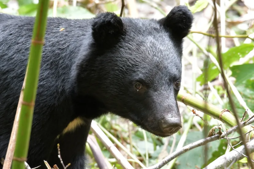 正しい知識を身につけ、山を楽しむ。ツキノワグマってどんな動物？