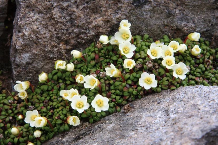 ちっちゃくて可憐、でも気が多い!?「イワウメ」｜植物ライター・成清 陽のヤマノハナ手帖 #42