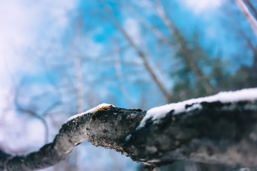 静かな景色が楽しめる冬の上高地歩きと、雪が美しい乗鞍高原の旅