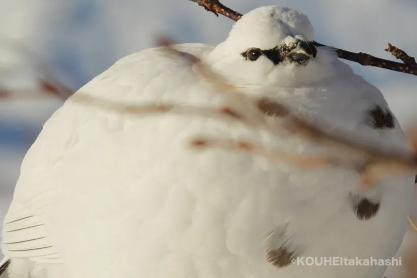 私ならではの｜旬のライチョウと雷鳥写真家の小噺 #62