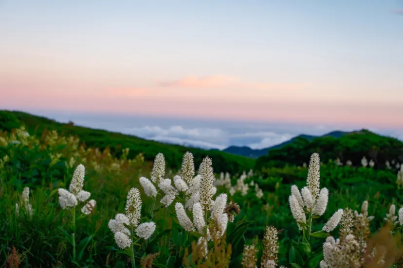 花の霊峰・白山で心潤うとっておきの山旅を～4月1日山小屋予約開始！～