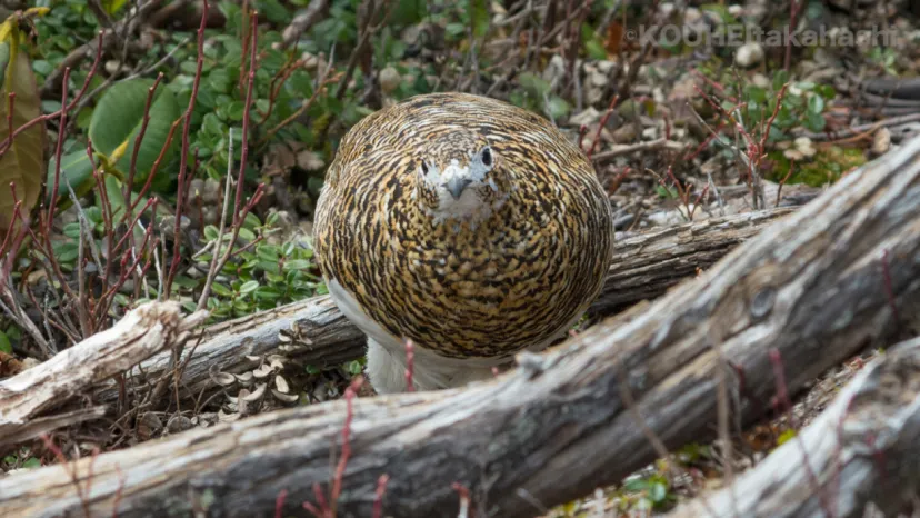 スズメバチノスコチャン|旬のライチョウと雷鳥写真家の小噺 #67