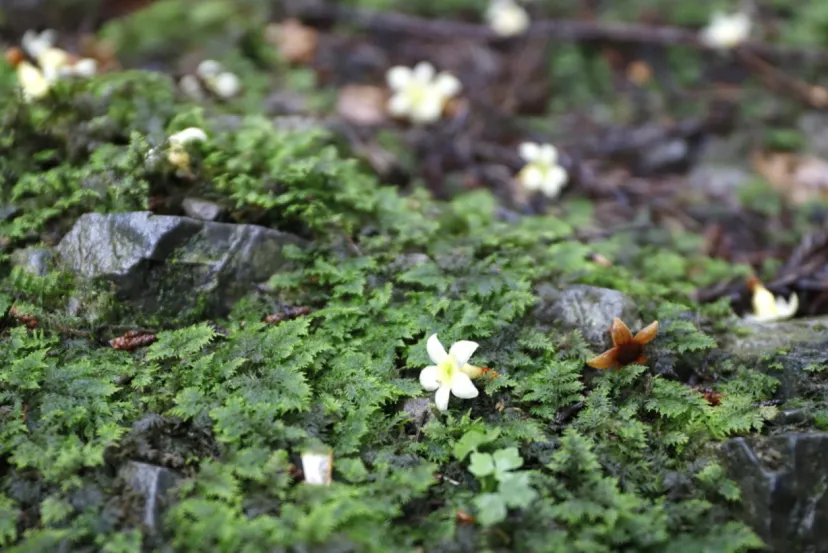 草木の“声”を聞きながら歩く、「DEEP高尾山」|植物ライター・成清 陽のヤマノハナ手帖 #58