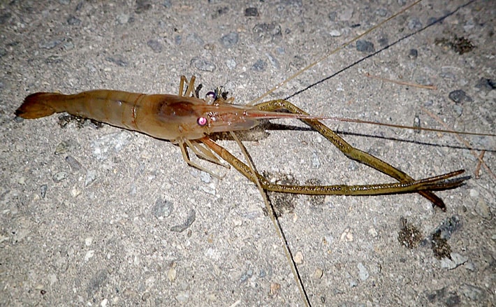 えびたつべ1個入 ヌマエビ・スジエビ・川魚・カニ・小えびかご