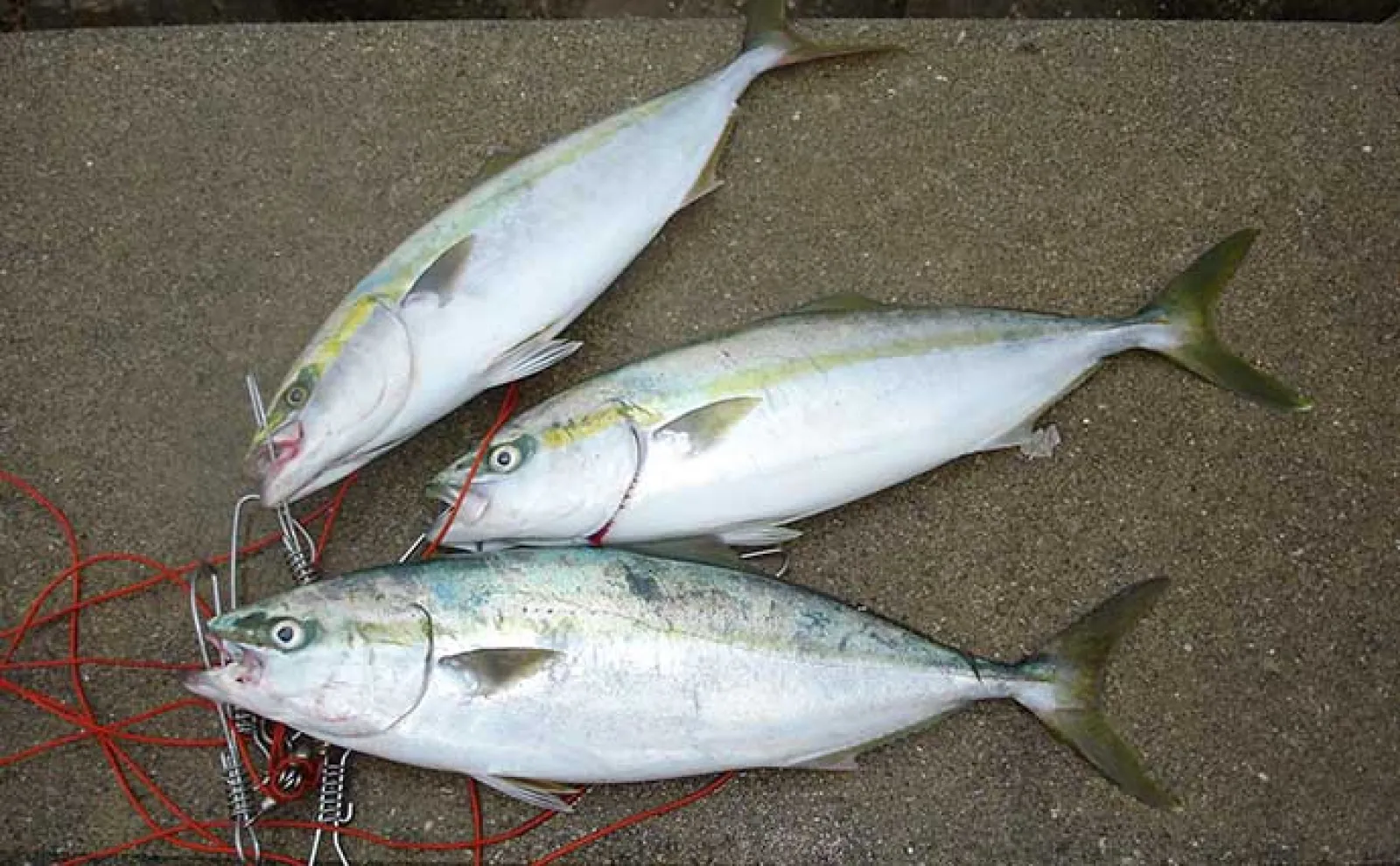 ショアジギングとは？ 始め方から道具・釣り方まで初心者に分かり