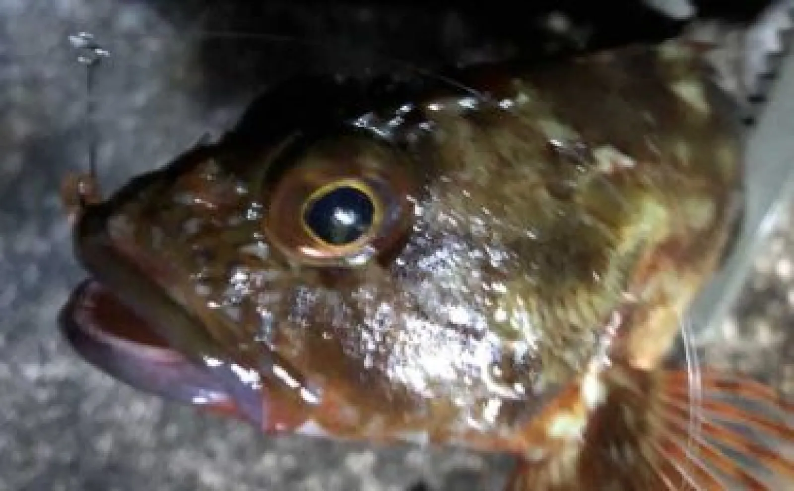 釣り人的『カサゴ』のすべらない料理7選　煮・焼・生で死角なし？