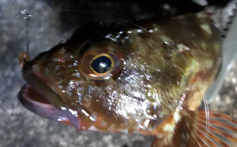 釣り人的『カサゴ』のすべらない料理7選　煮・焼・生で死角なし？