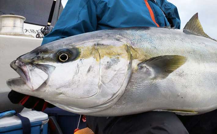 釣果速報】オフショアジギングで良型ヒラマサの期待高まる（福岡