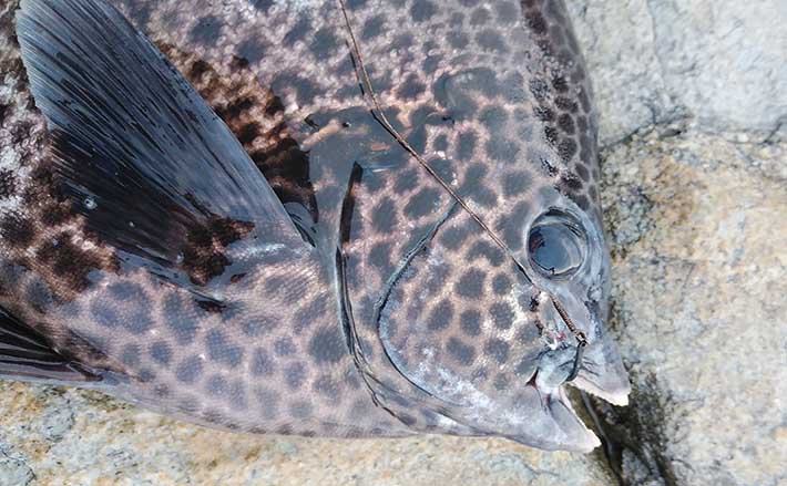 磯での石物釣りでイシガキダイ好捕【鹿児島・甑島】ガンガゼの宙釣りで