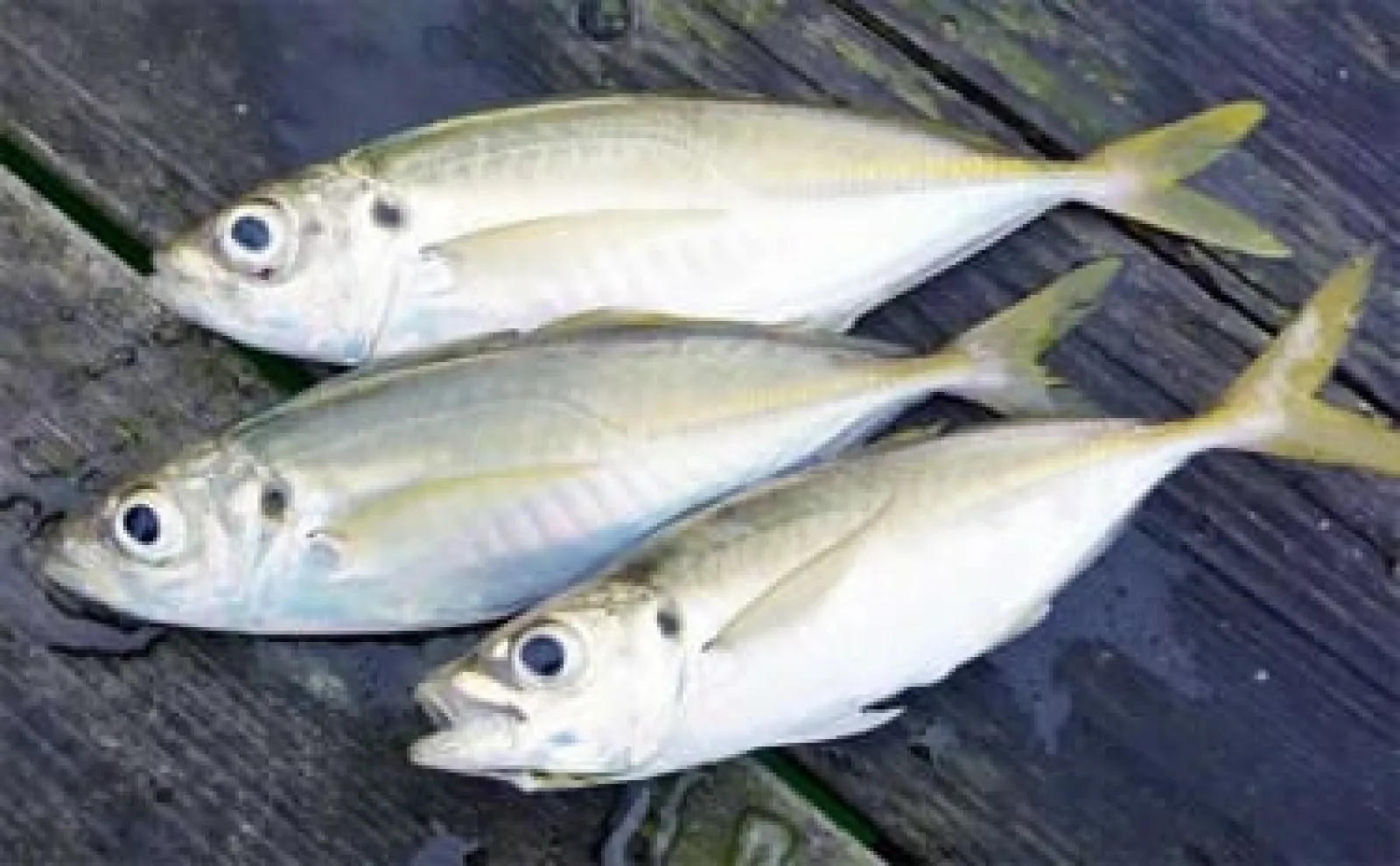 堤防アジ釣りの仕掛け6種を解説　大型狙いに向いている釣り方とは？