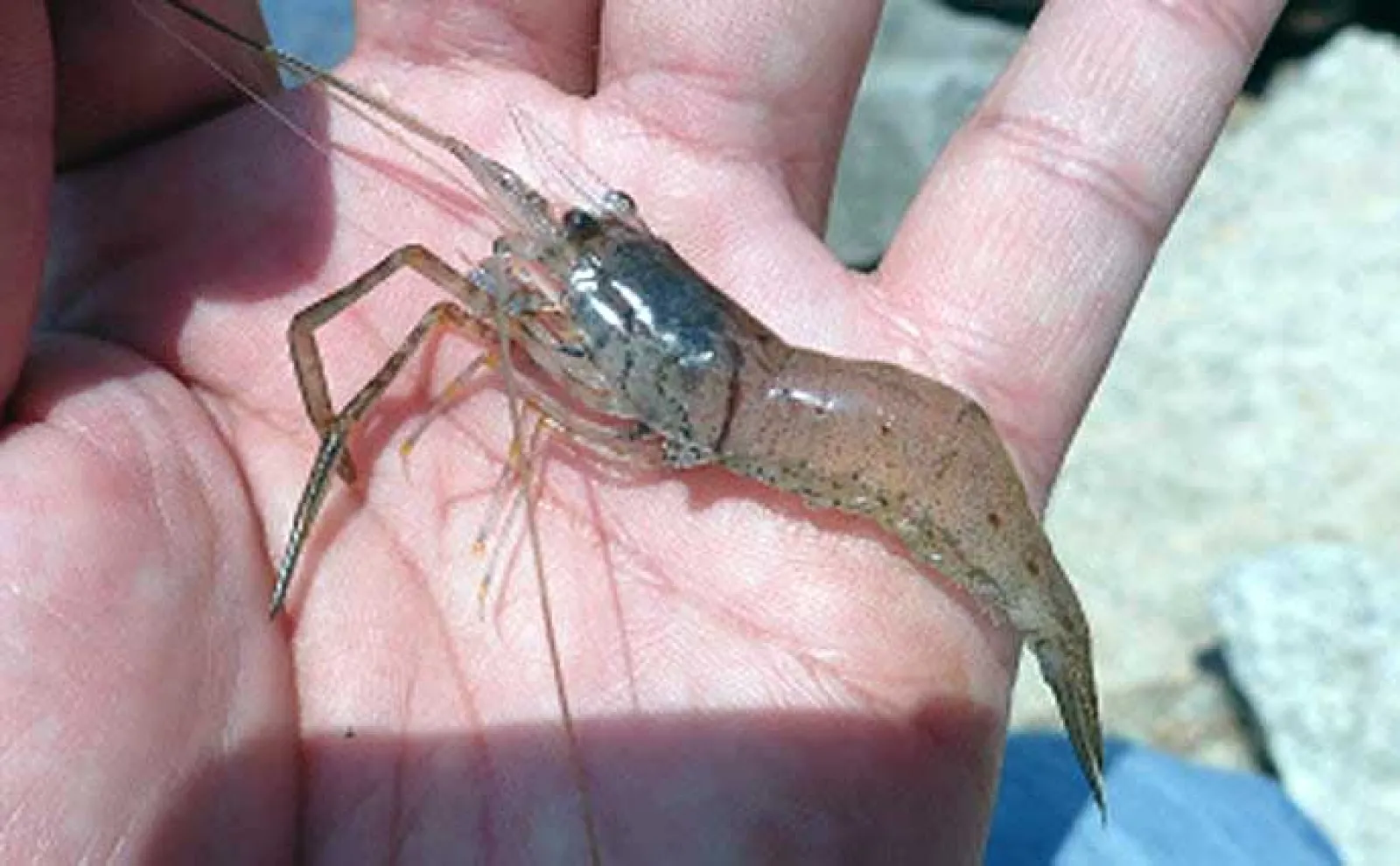 テナガエビ釣り総合ガイド【エサ・仕掛け・昼と夜の釣り方・釣り場紹介】