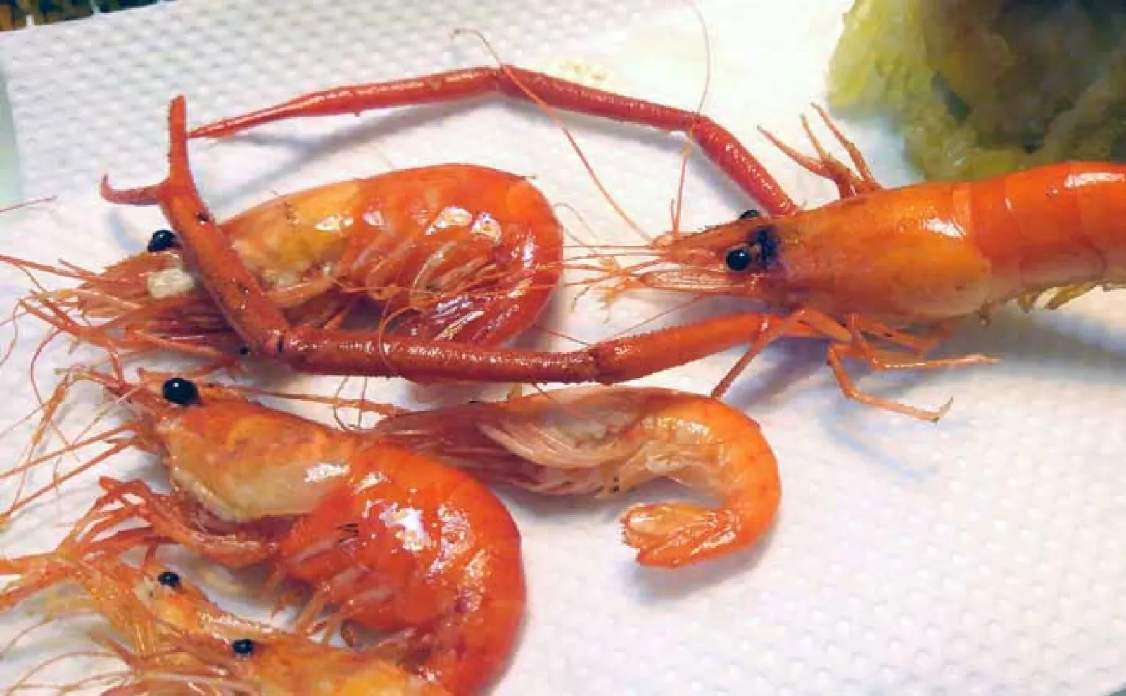 テナガエビ釣り総合ガイド【エサ・仕掛け・昼と夜の釣り方・釣り場紹介】