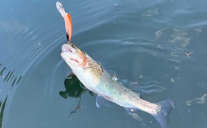 ルアーとフライの二刀流で管理釣り場のニジマス104匹手中【長野・平谷湖FS】 | アウトドア | カーライフ・カー用品サイトMOBILA（モビラ）