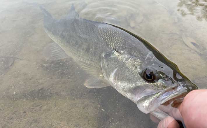 入鹿池でのボートバスフィッシングで50cm超ランカーバス【愛知