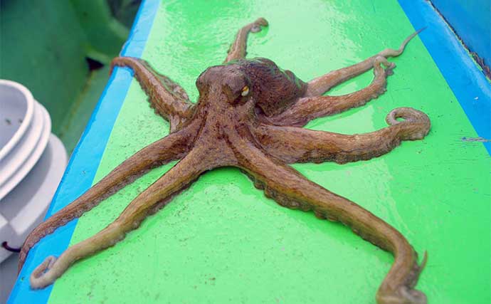 船タコ釣り攻略 タコエギ仕掛けの釣り方のコツ＆おすすめアイテム5選