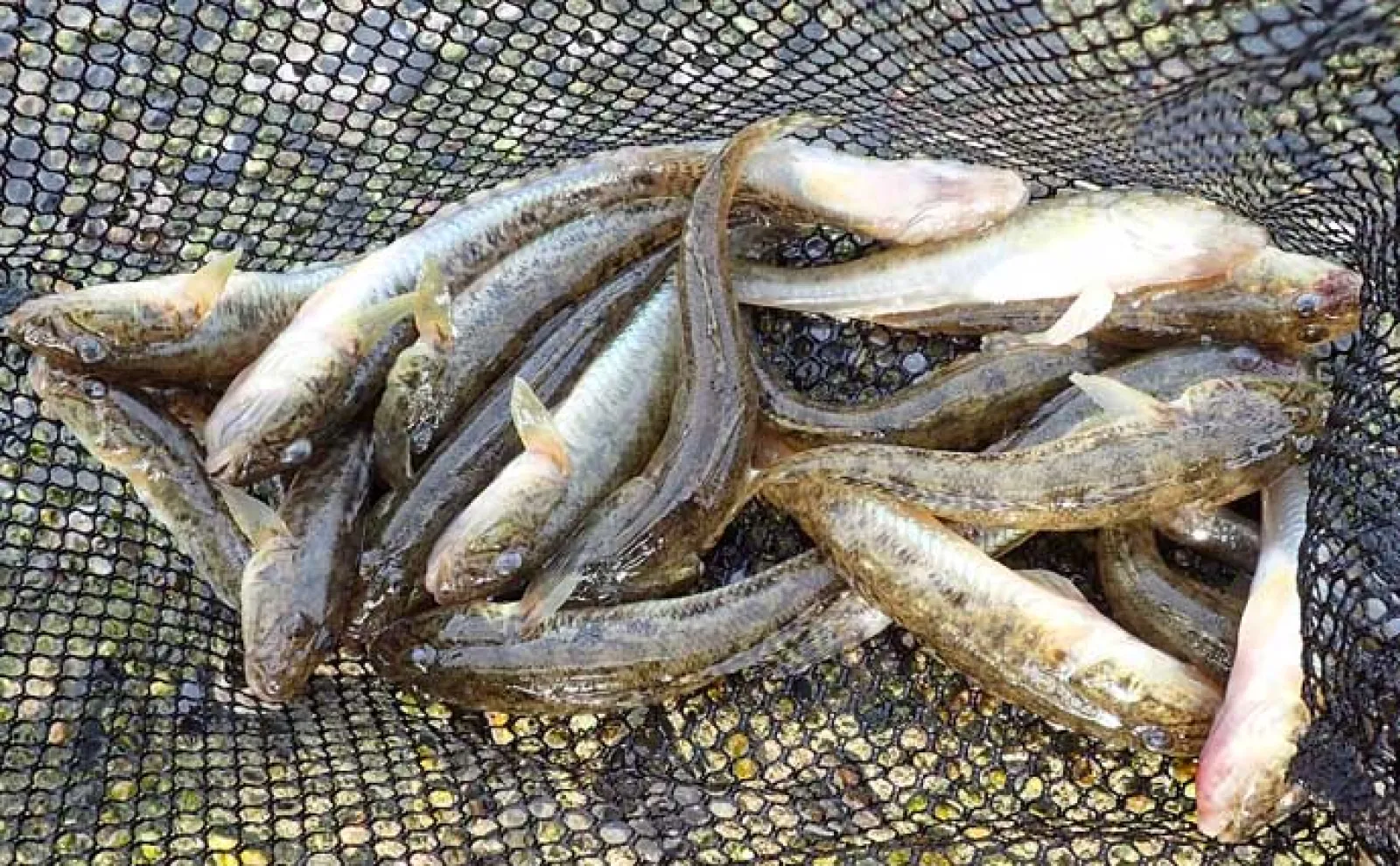 ハゼ釣り攻略ガイド 【釣り方・仕掛け・時期・時間・エサ】を徹底解説