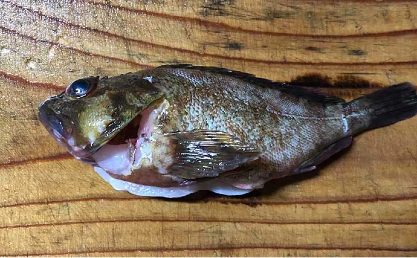 釣り人的『カサゴ』のすべらない料理7選 煮・焼・生で死角なし?