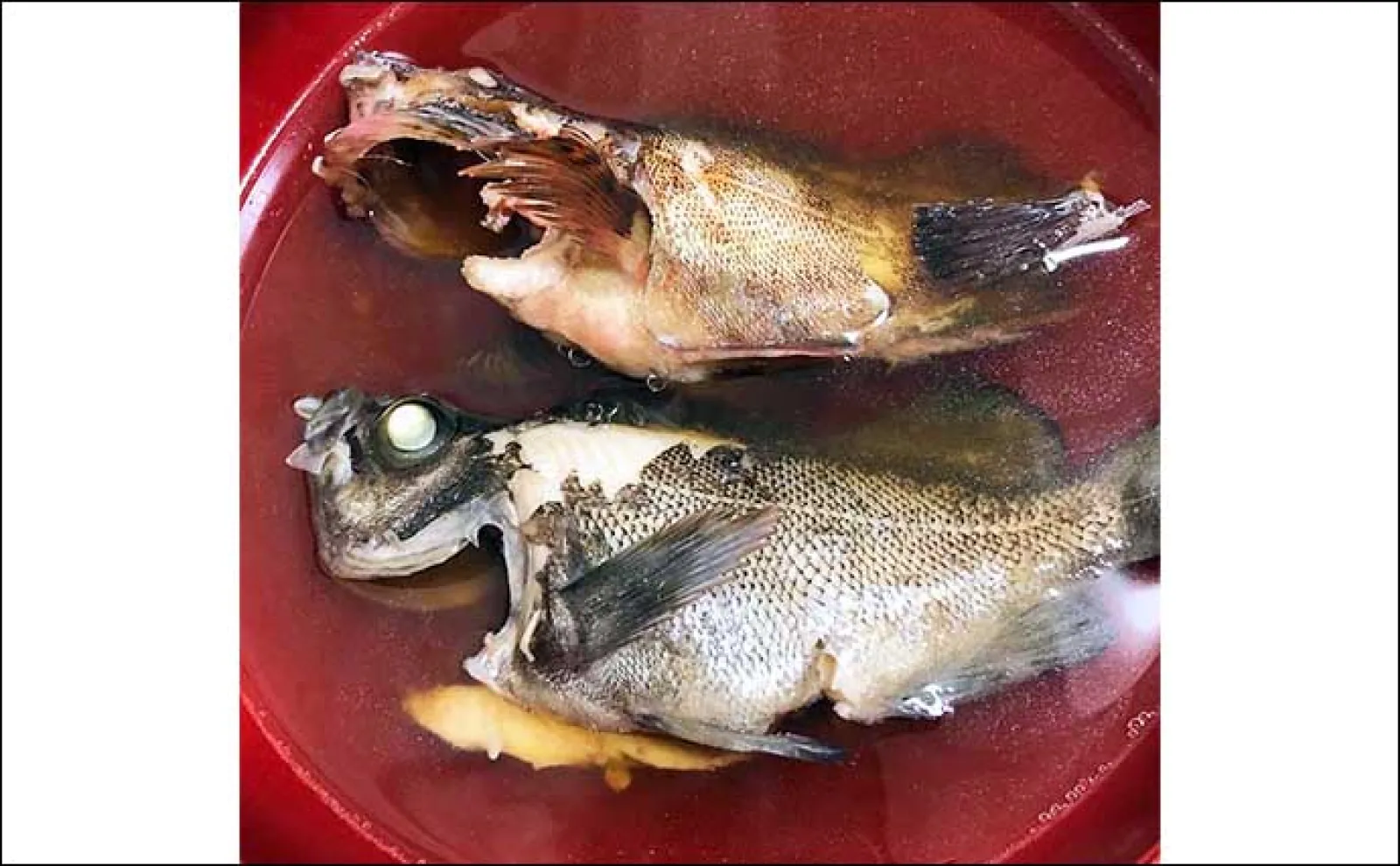 釣り人的『カサゴ』のすべらない料理7選 煮・焼・生で死角なし?