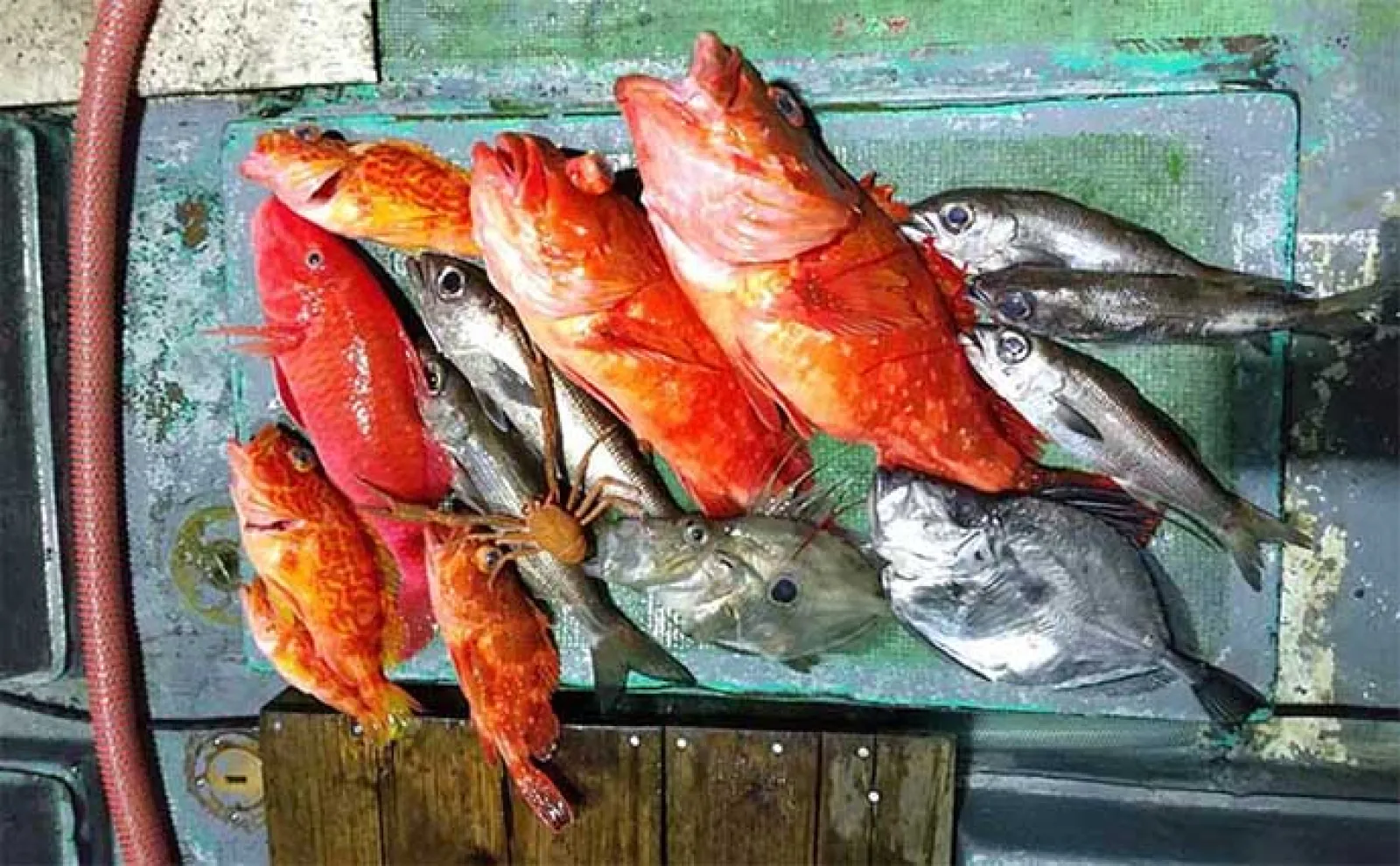 釣り人的『カサゴ』のすべらない料理7選 煮・焼・生で死角なし?