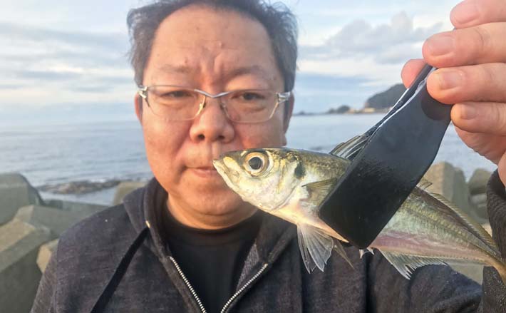 陸っぱりアジング釣行で20cm超えアジ16匹　夕マヅメの回遊で連発