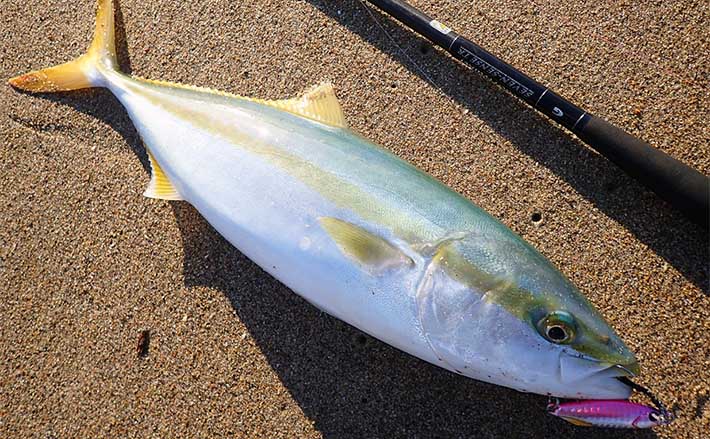静岡の遠州灘サーフでのショアジギング釣行でハマチにサゴシをキャッチ
