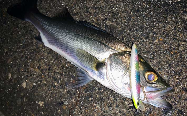 愛知・新川のルアーシーバス釣行で40cm級連打　ミノーでキャッチ