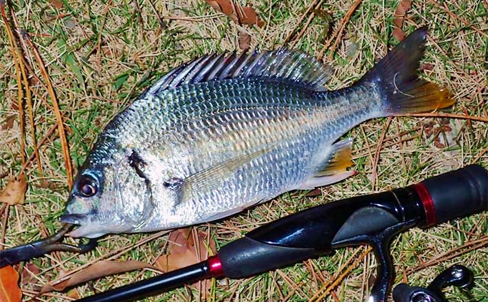 陸っぱりルアー釣行でキビレにマゴチ【三重・霞ケ浦】　「ワームのズル引きでOK」