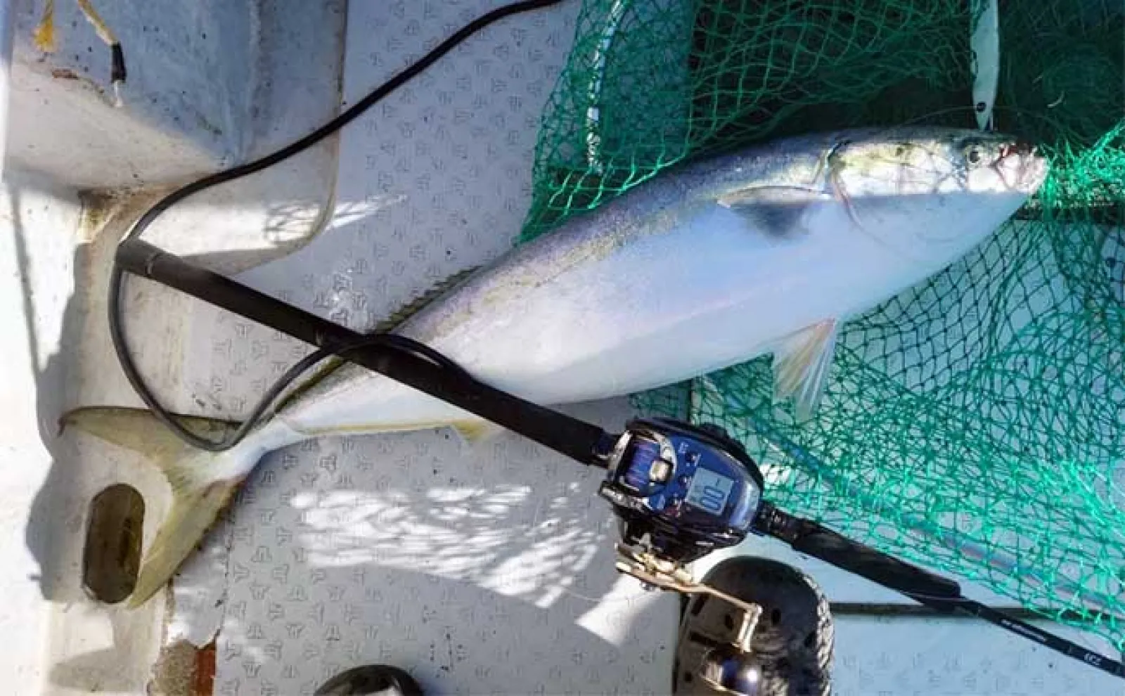 【福井・石川】船釣り最新釣果 ジギング&タイラバで巨大クロソイ浮上