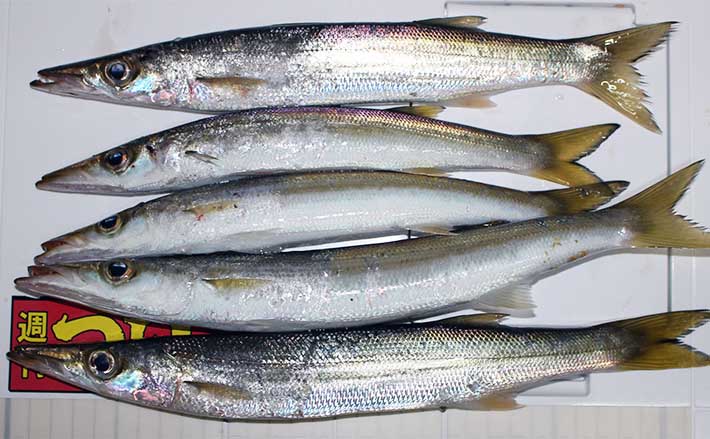 大分の堤防ルアーカマス釣行で30cmオーバー含み18尾キャッチに満足