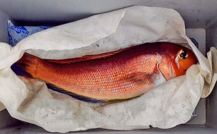 タイラバで40cm超アマダイ手中【大分・別府湾】 マダイらしき当たりはバラし