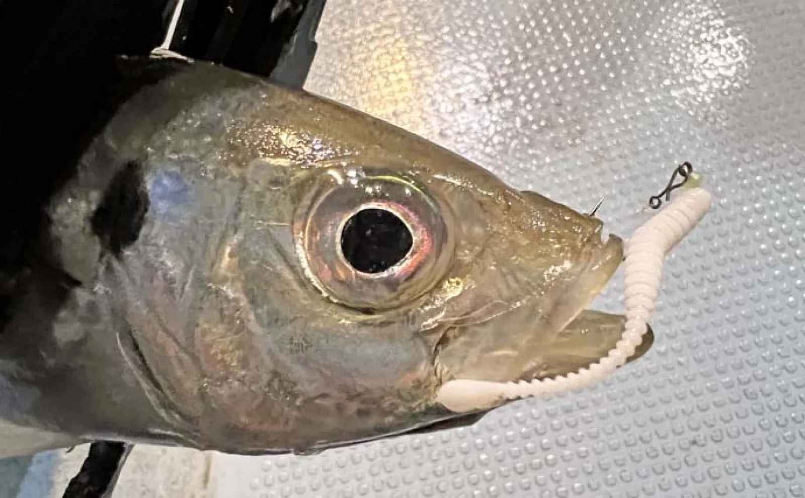 バチコンアジング釣行で34cm頭にアジ連打【佐賀・唐津】 速巻きからのステイがパターン