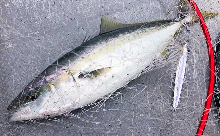 伊勢湾ジギングに冬のハイシーズン到来　ワラサ3匹にタイラバでマダイも【鳥羽沖】