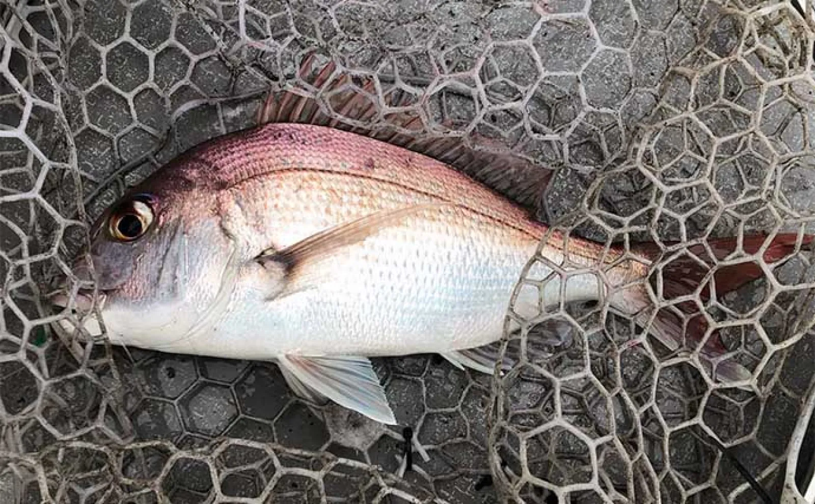 伊勢湾ジギングに冬のハイシーズン到来 ワラサ3匹にタイラバでマダイも【鳥羽沖】