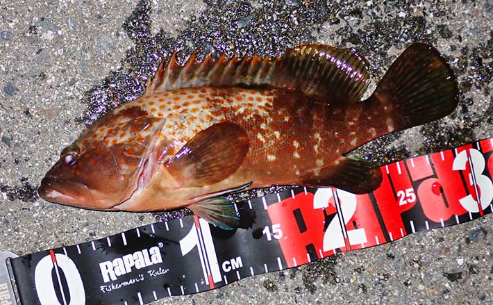 堤防ルアー釣りで30cmキジハタ手中【三重・霞ケ浦ふ頭】 カニ型ワームで狙い撃ち