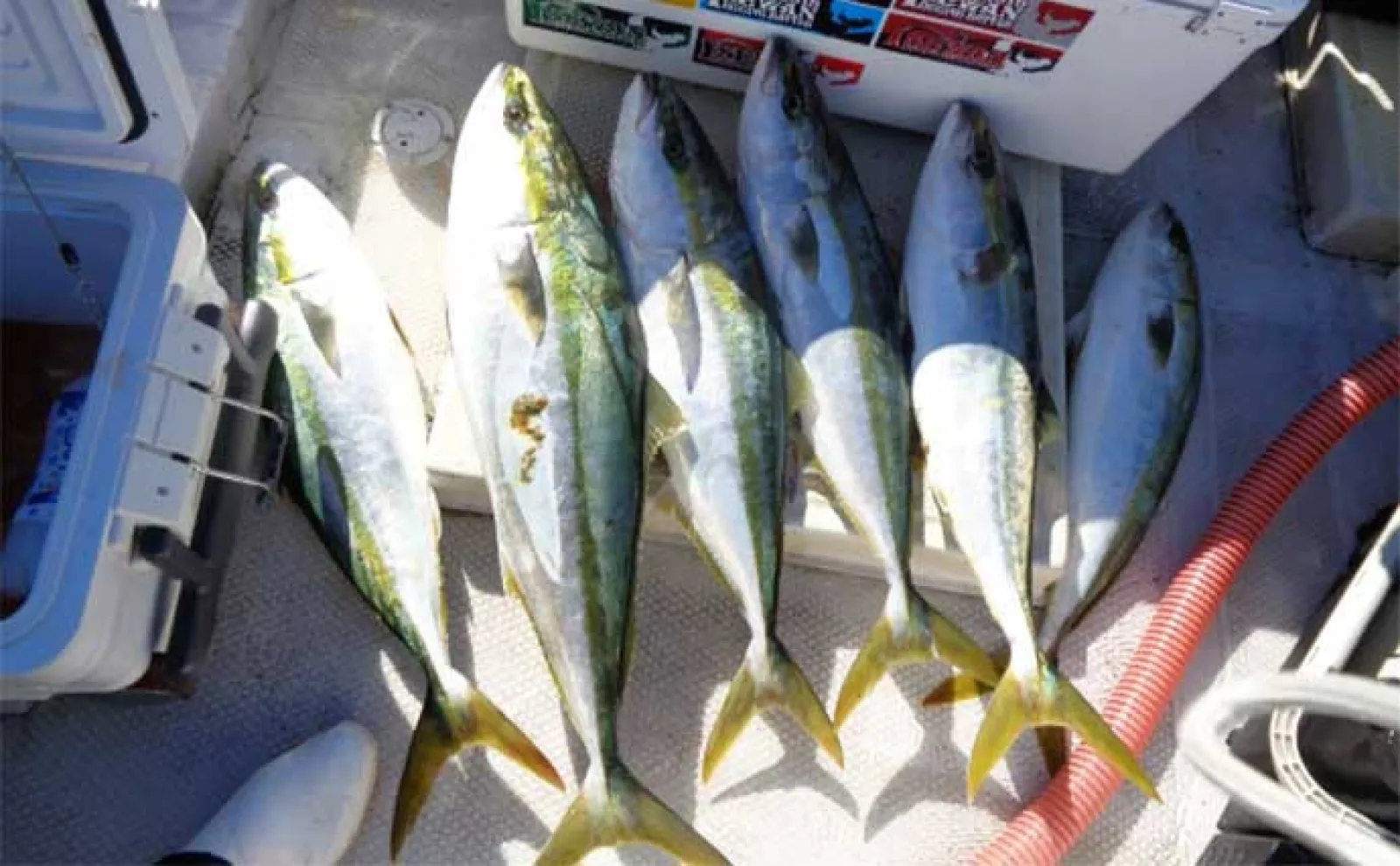 オフショアジギング釣行で82cmブリ浮上【愛知】 スピニングタックルにヒット