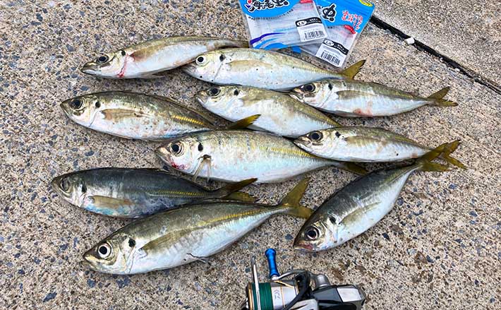 朝マヅメの堤防アジングで28cm頭に良型続々ヒット【福岡・志賀島】