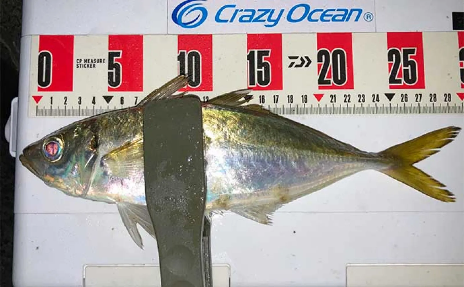 朝マヅメの堤防アジングで28cm頭に良型続々ヒット【福岡・志賀島】
