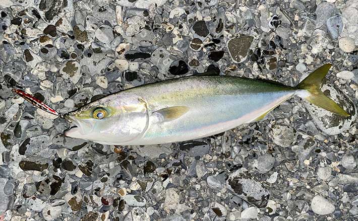 夜のショアジギで50cmイナダ釣れた【静岡・石津浜】 「青物は昼釣る」は間違い